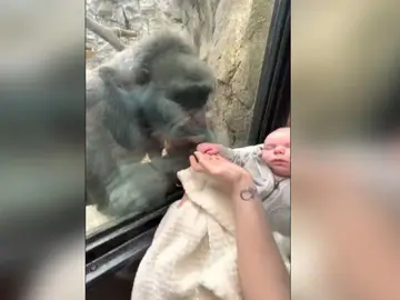 Una gorila mira con ternura a un bebé Una gorila mira con ternura a un bebé