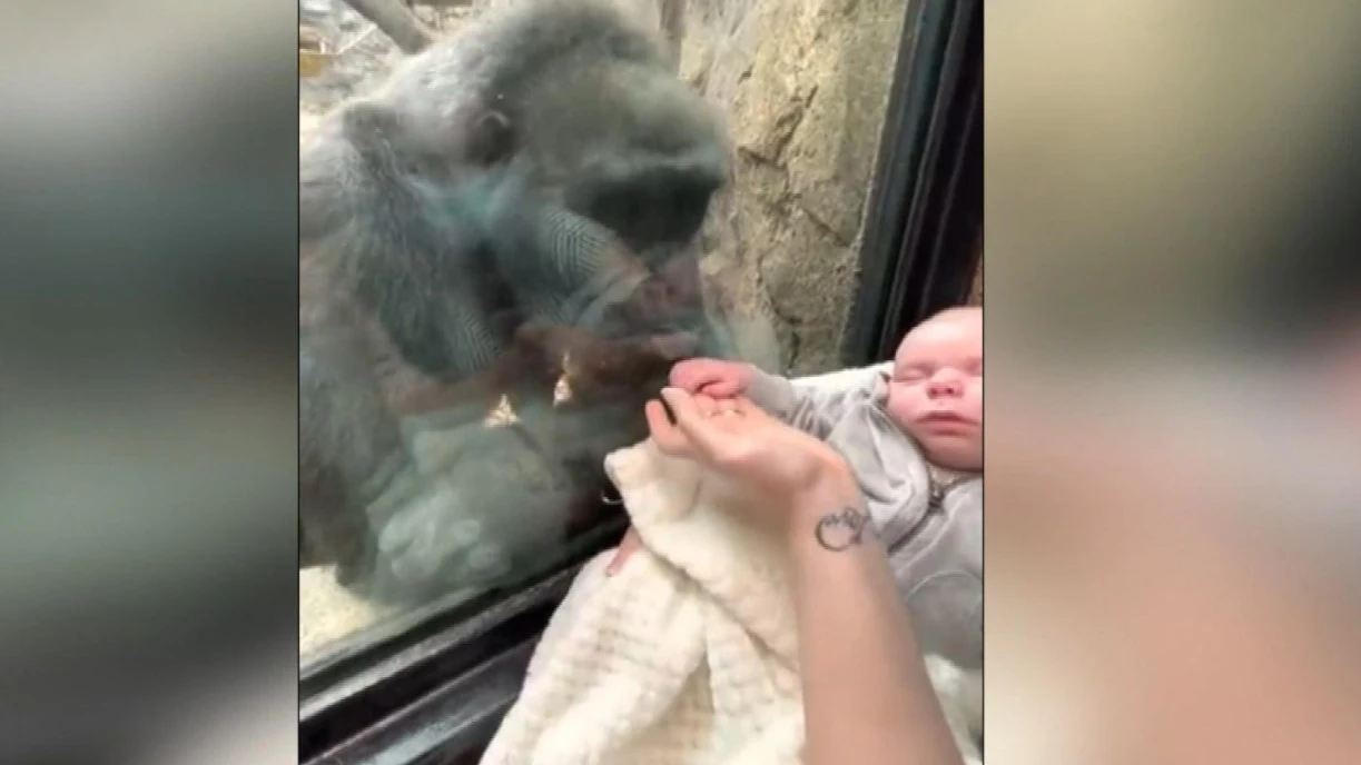 Una gorila mira con ternura a un beb&eacute;