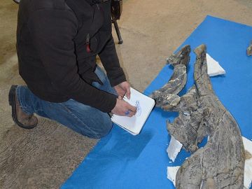El panteologo Ángel Alejandro Ramírez, analizando un cráneo de dinosaurio, en Ciudad de México