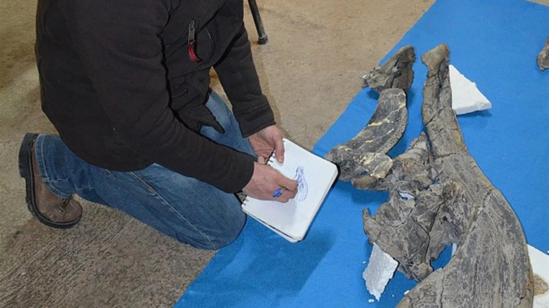 El panteologo Ángel Alejandro Ramírez, analizando un cráneo de dinosaurio, en Ciudad de México
