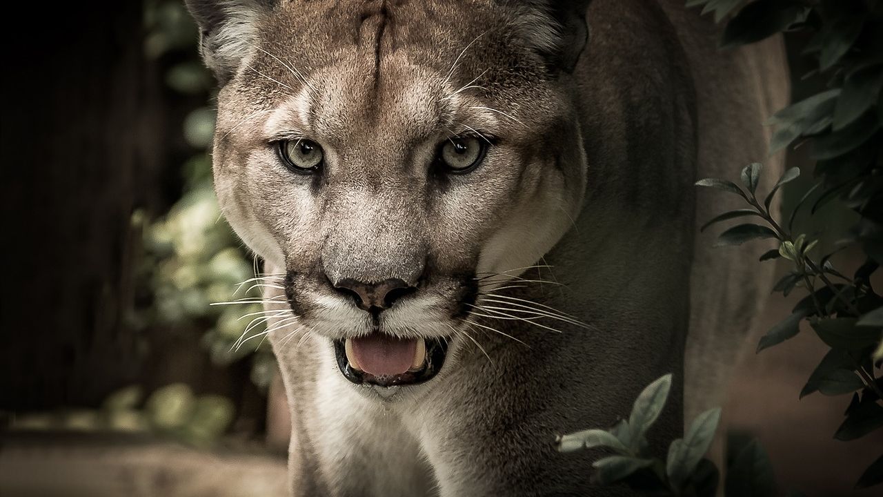 sonar con puma
