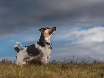 ¿Son peligrosas las tormentas para los perros? ¿Son peligrosas las tormentas para los perros?