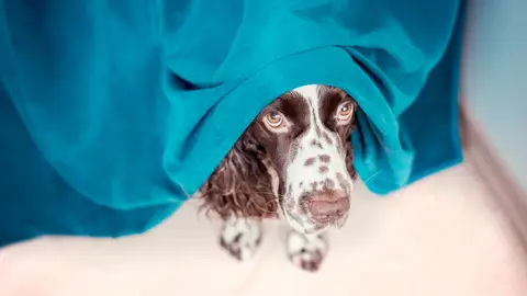 Perro con miedo Perro con miedo