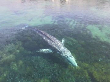 Wally, ballena perdida en Mallorca