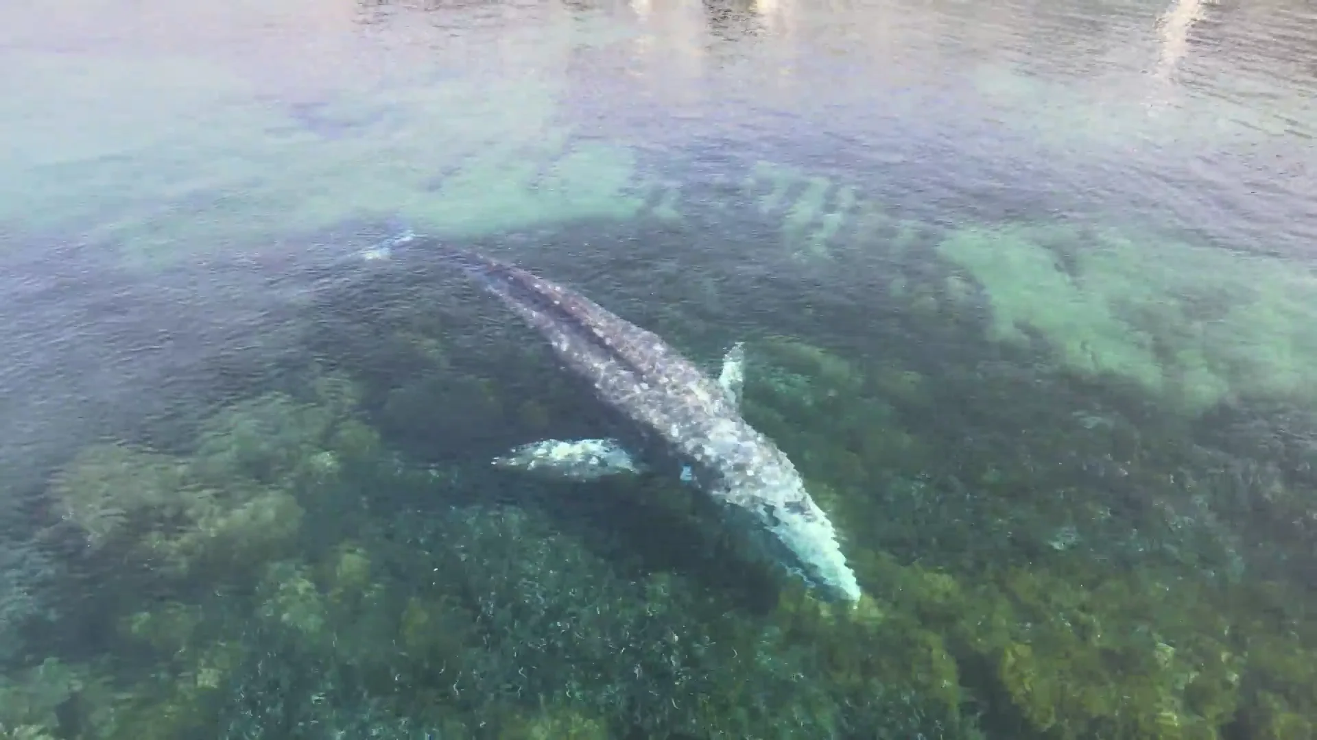 Wally, ballena perdida en Mallorca Mallorca