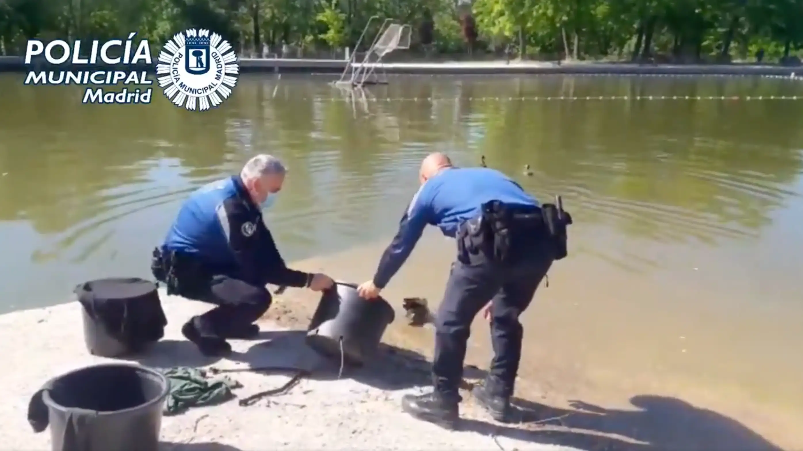 Agentes de la Unidad de Medio Ambiente de la Polic&iacute;a Municipal de Madrid liberando los patos.