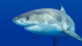 Un tibur&oacute;n blanco mata a un surfista en una playa de Sidney