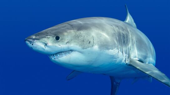 Un tibur&oacute;n blanco mata a un surfista en una playa de Sidney