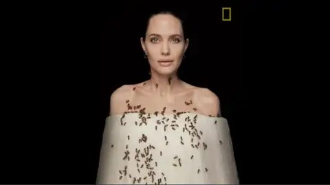 La actriz Angelina Jolie repleta de abejas La actriz Angelina Jolie repleta de abejas