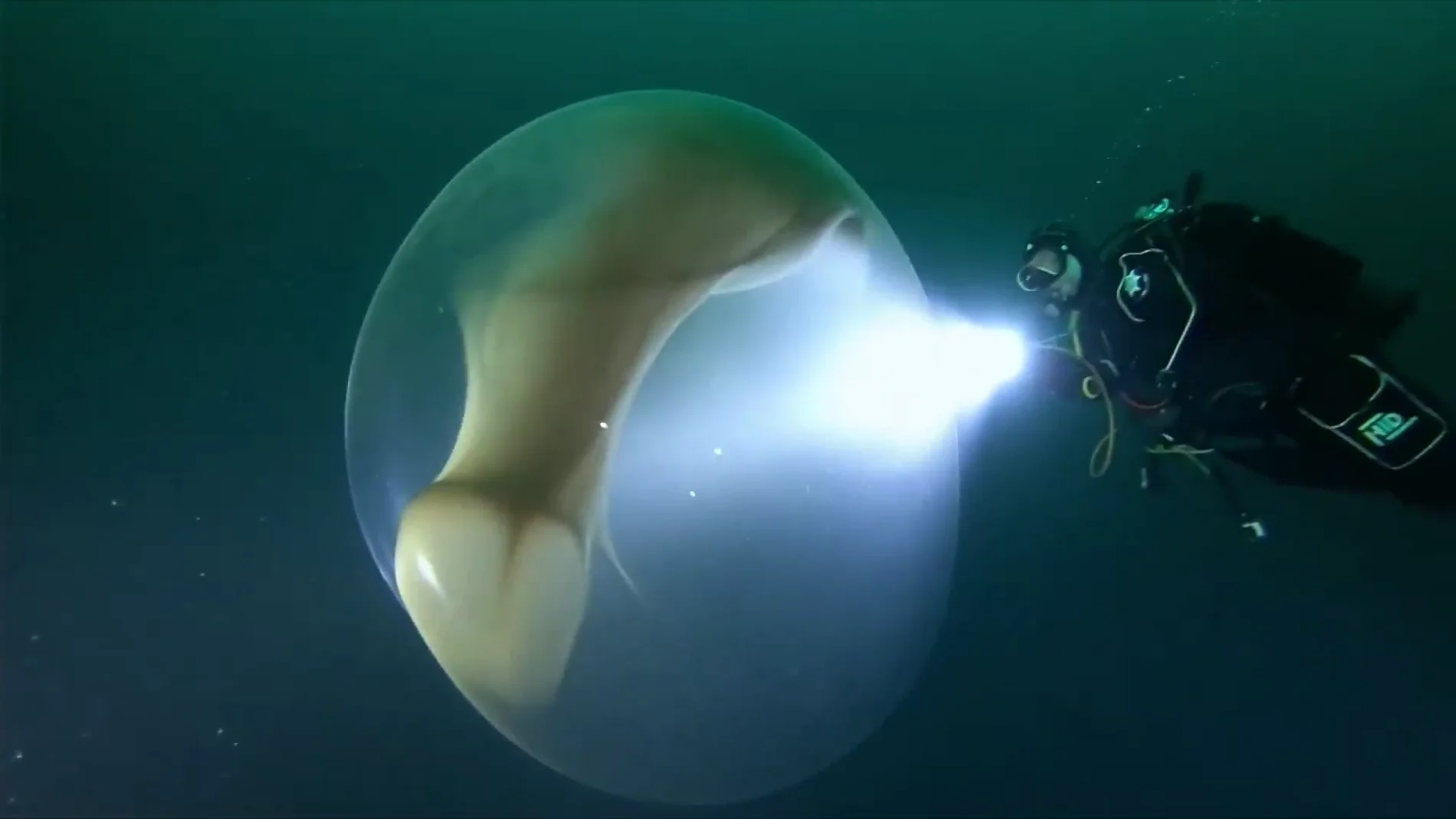 Dos buceadores hallan una misteriosa esfera gelatinosa en las aguas de Mallorca