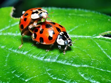 ¿Puede una pareja sobrevivir sin sexo? ¿Puede una pareja sobrevivir sin sexo?