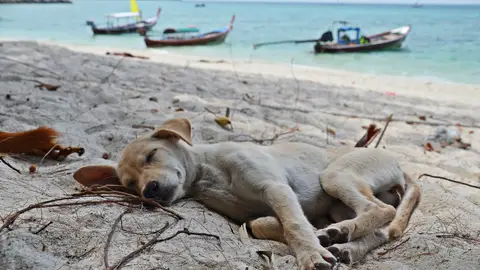 La siesta del perrete La siesta del perrete