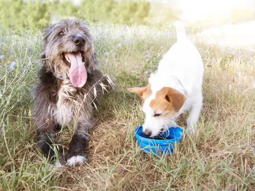 Llega el calor: estos son los peligros veraniegos para nuestros perros Llega el calor: estos son los peligros veraniegos para nuestros perros