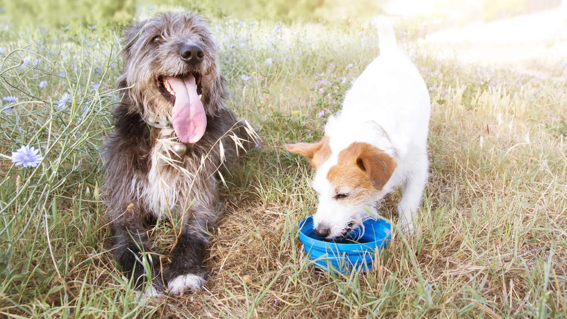 Llega el calor: estos son los peligros veraniegos para nuestros perros