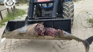Delfín hallado muerto en Castellón 