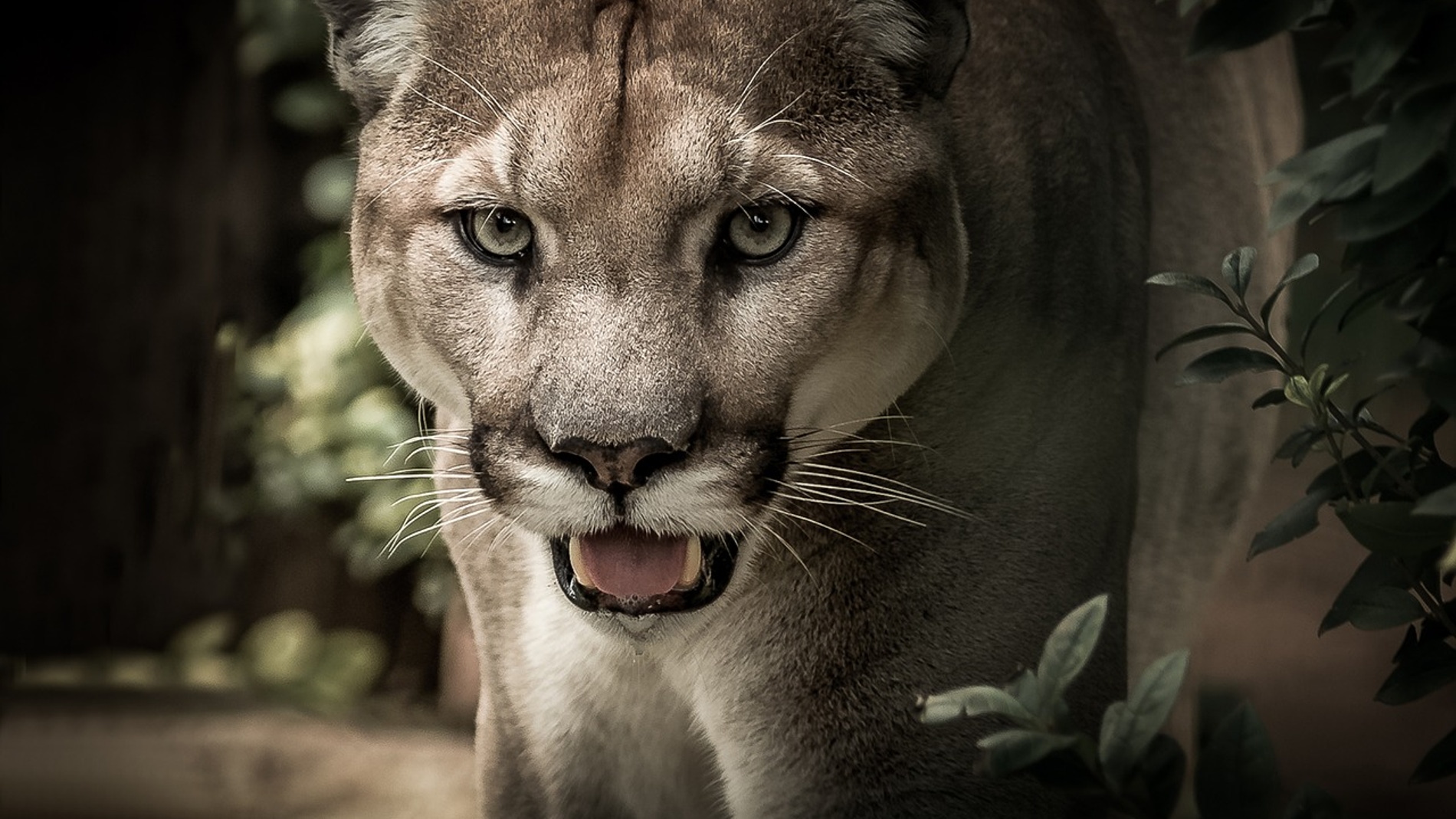 Puma