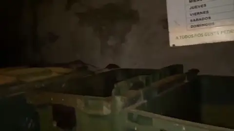 Ratas gigantes Ratas gigantes