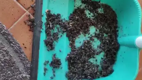 Una plaga de moscas azota sin control el ayuntamiento de Narón en A Coruña Una plaga de moscas azota sin control el ayuntamiento de Narón en A Coruña