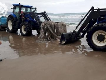 Un calamar gigante aparece muerto en la playa del Gurugú de Castellón