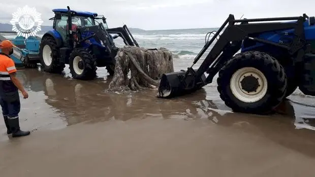 Un calamar gigante aparece muerto en la playa del Gurugú de Castellón Un calamar gigante aparece muerto en la playa del Gurugú de Castellón