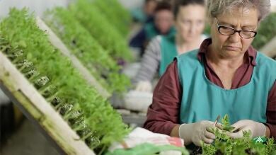 ¿Cómo se cultiva la sandía sin semillas negras? ¡Descúbrelo!