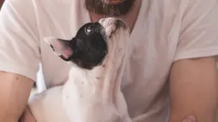 Perro con su dueño. Perro con su dueño.