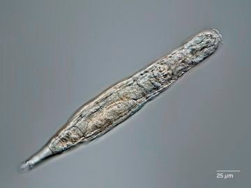 Un animal microscópico sobrevive 24.000 años congelado 