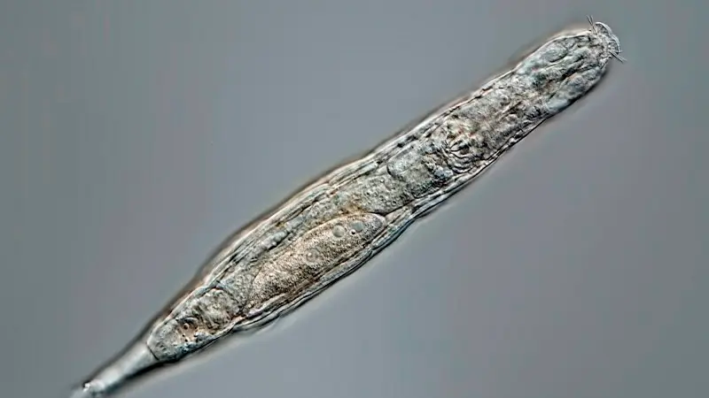 Un animal microsc&oacute;pico sobrevive 24.000 a&ntilde;os congelado 