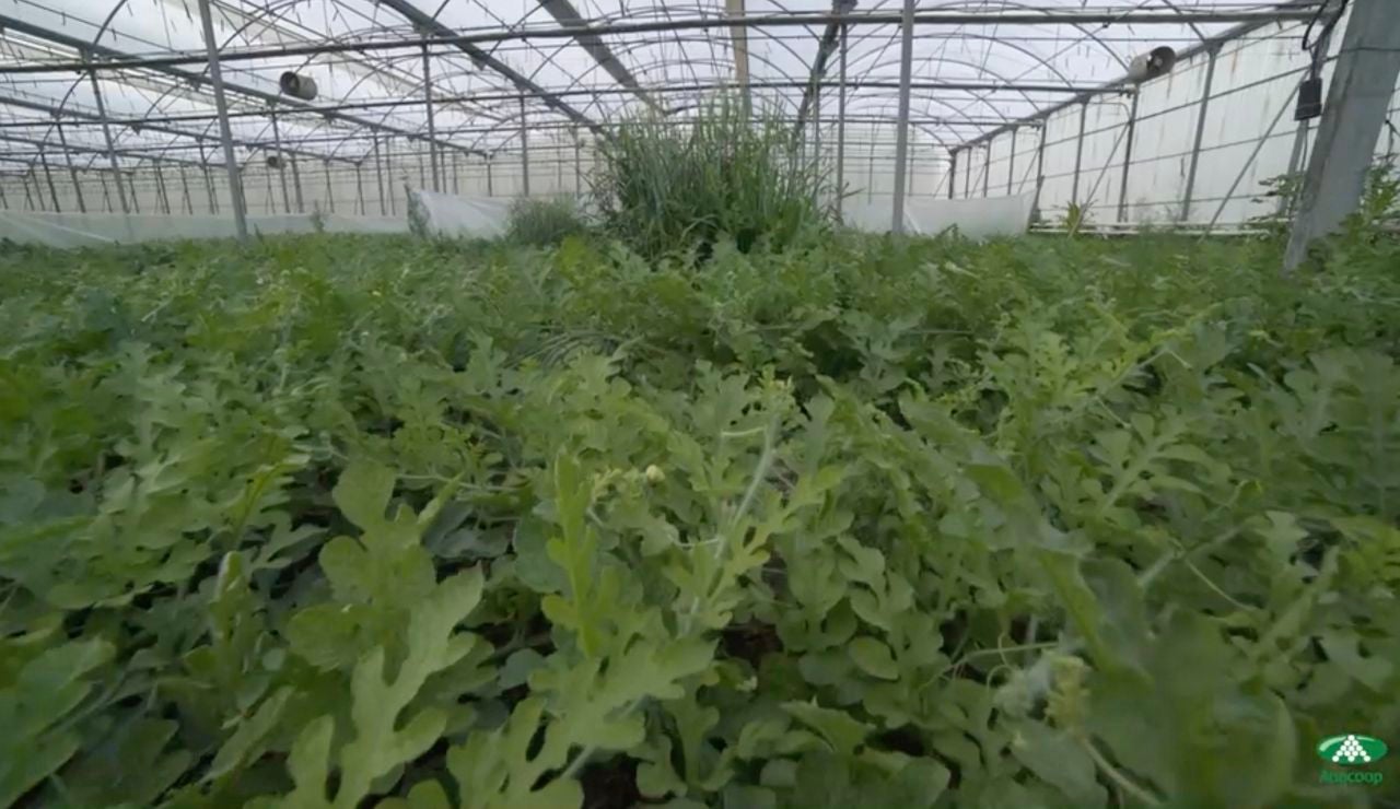 Las sand&iacute;as Bouquet, producci&oacute;n convencional y Bio