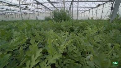 Las sandías Bouquet, producción convencional y Bio