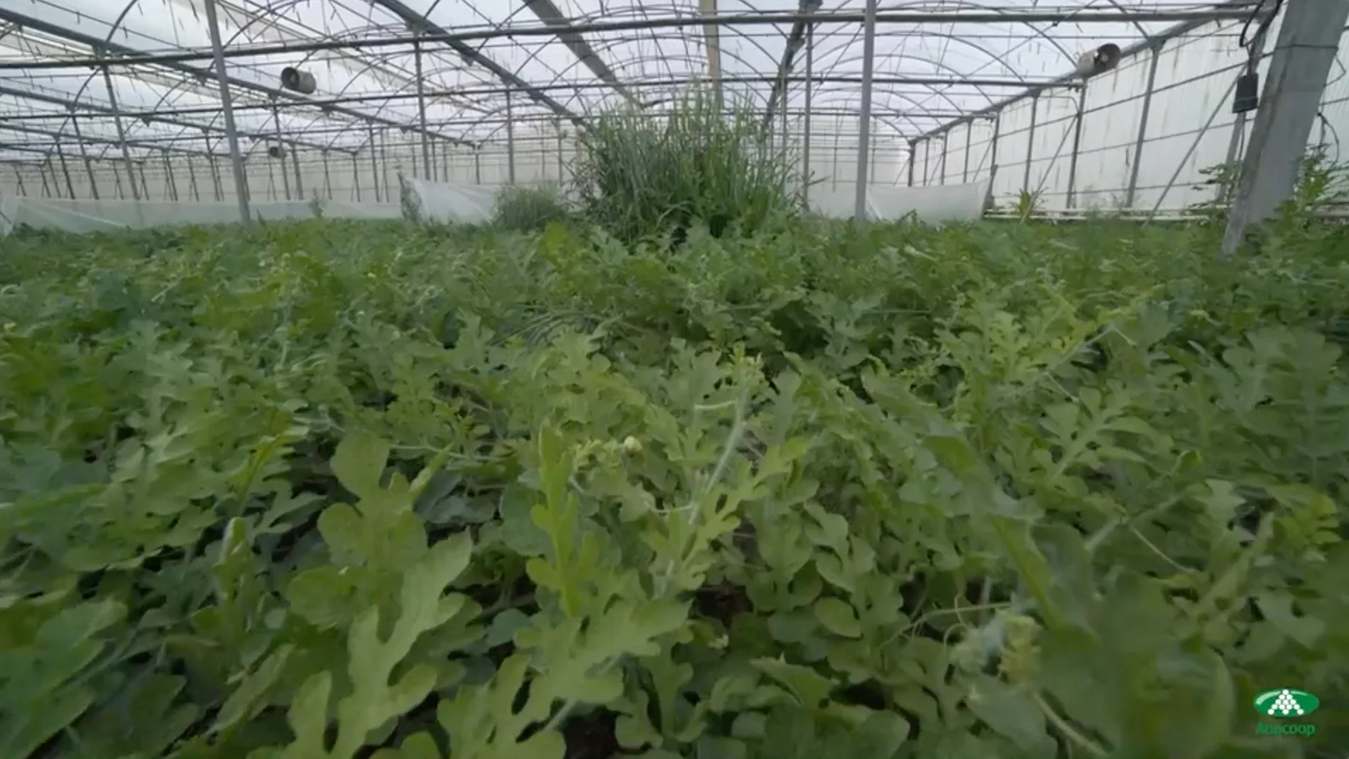 Las sandías Bouquet, producción convencional y Bio