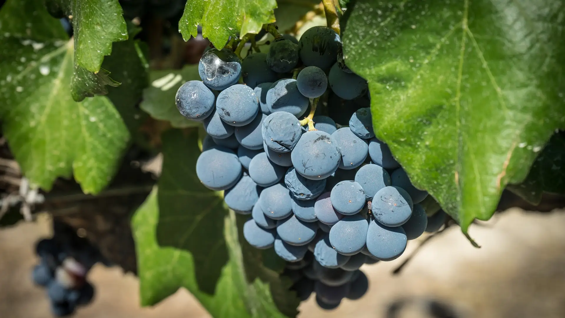 Día de la Rioja 2021: ¿por qué es festivo hoy 9 de junio? Día de la Rioja 2021: ¿por qué es festivo hoy 9 de junio?