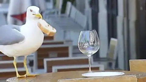Una gaviota robando una rebanada de pan Una gaviota robando una rebanada de pan