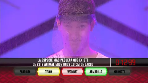 Un armadillo muy pequeño estalla las opciones de remontada de ‘Los tartesos’ en ‘¡Boom!’ Un armadillo muy pequeño estalla las opciones de remontada de ‘Los tartesos’ en ‘¡Boom!’