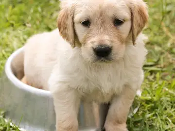 Cachorro de perro. Raza Golden. Cachorro de perro. Raza Golden.