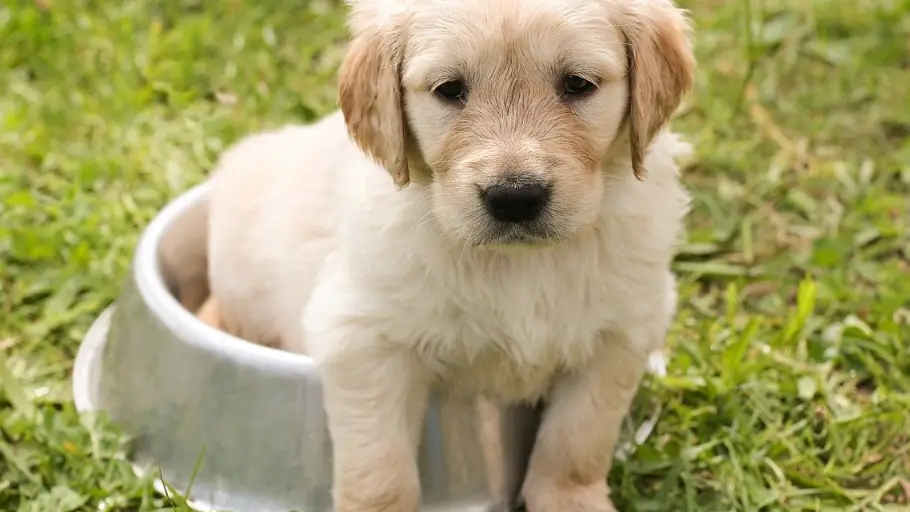 Cachorro de perro. Raza Golden.