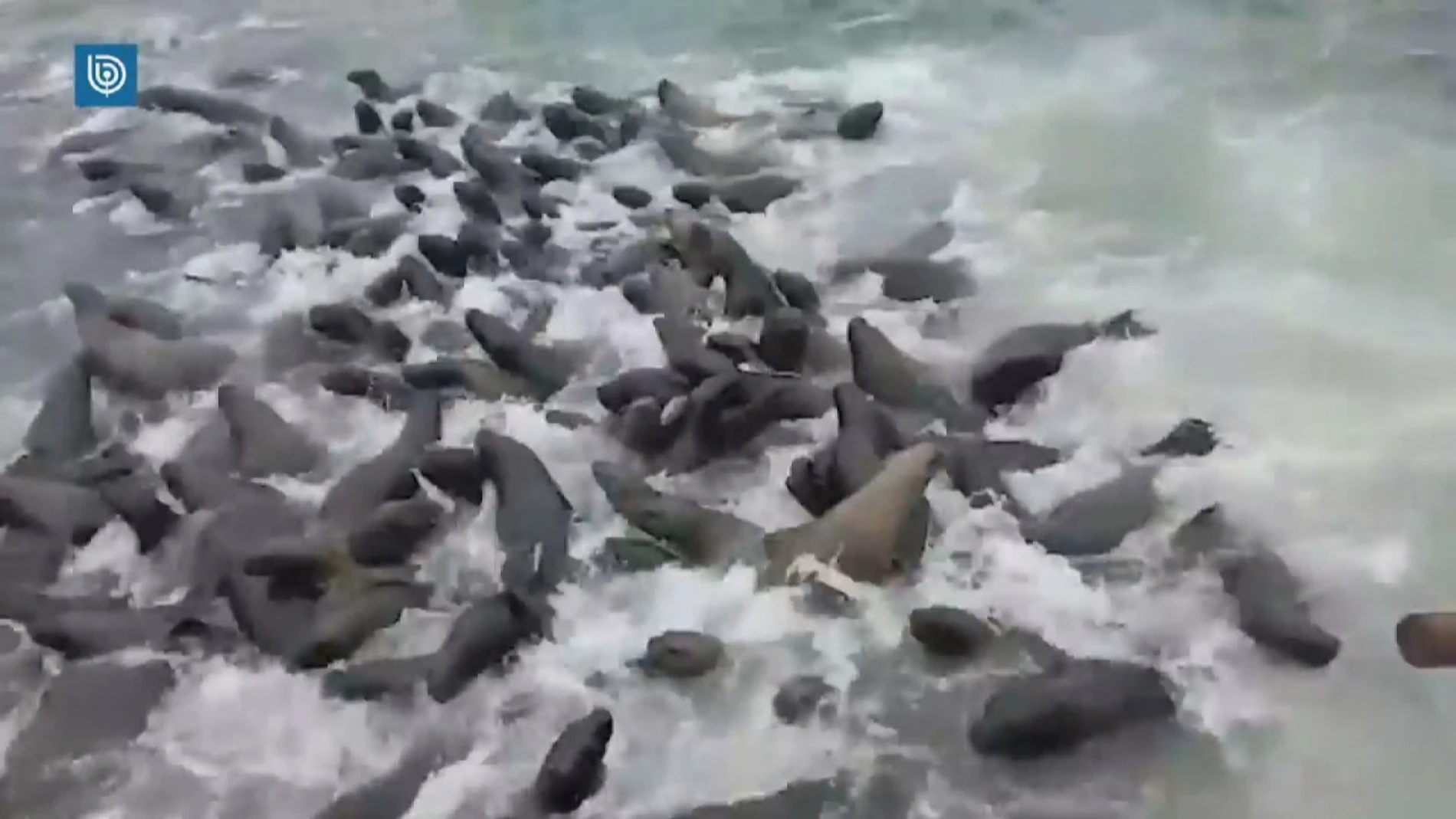 Decenas de leones marinos tratan de invadir un barco pesquero en Chile  huyendo de unas orcas
