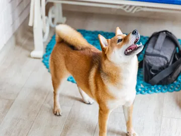 Mi perro ladra cuando está solo en casa: ¿qué hago? Mi perro ladra cuando está solo en casa: ¿qué hago?