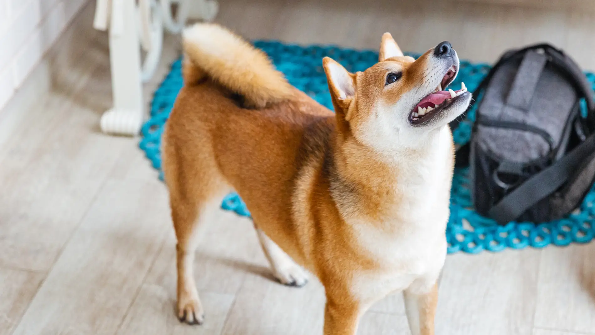 Mi perro ladra cuando está solo en casa: ¿qué hago?