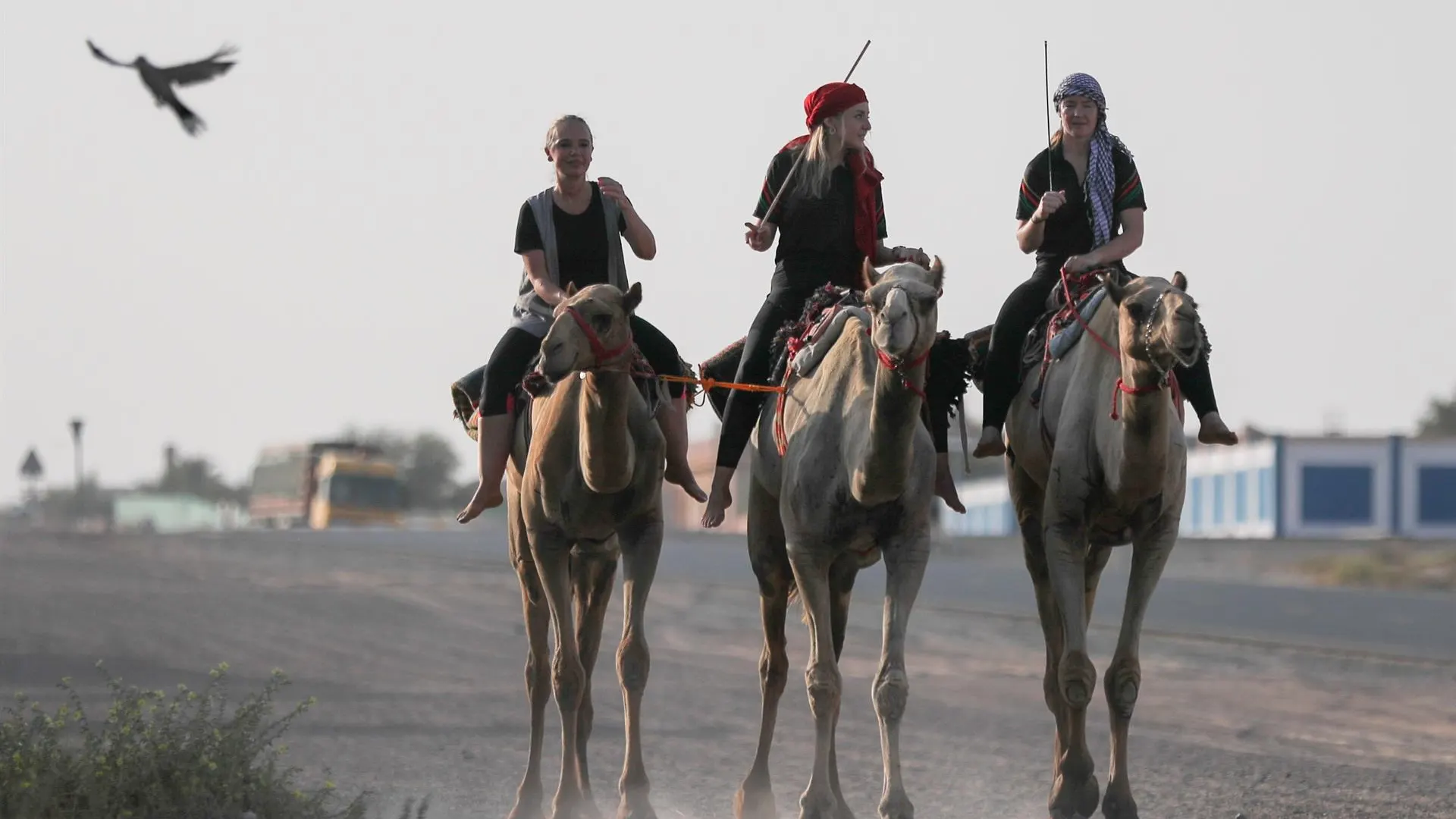 Las mujeres también podrán competir en carreras de camellos en Emiratos por primera vez Las mujeres también podrán competir en carreras de camellos en Emiratos por primera vez