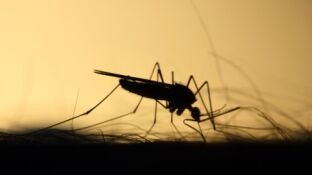 Detectan el primer caso del virus del Nilo este a&ntilde;o en Dos Hermanas, Sevilla