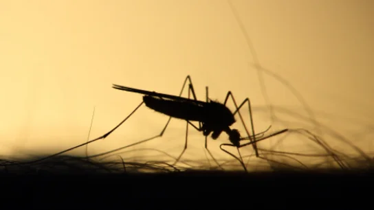 Detectan el primer caso del virus del Nilo este año en Dos Hermanas, Sevilla Detectan el primer caso del virus del Nilo este año en Dos Hermanas, Sevilla
