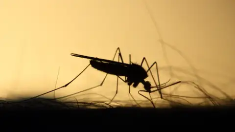 Detectan el primer caso del virus del Nilo este año en Dos Hermanas, Sevilla Detectan el primer caso del virus del Nilo este año en Dos Hermanas, Sevilla