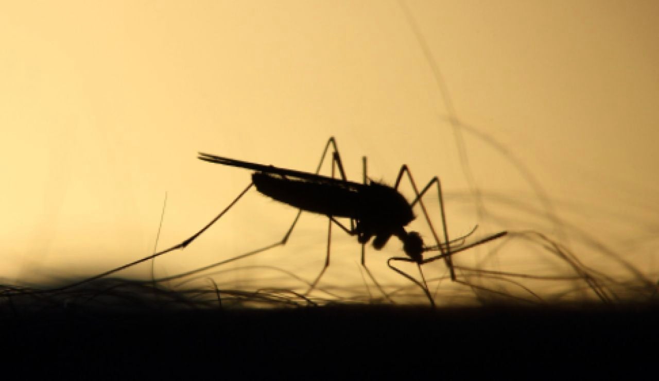 Detectan el primer caso del virus del Nilo este a&ntilde;o en Dos Hermanas, Sevilla