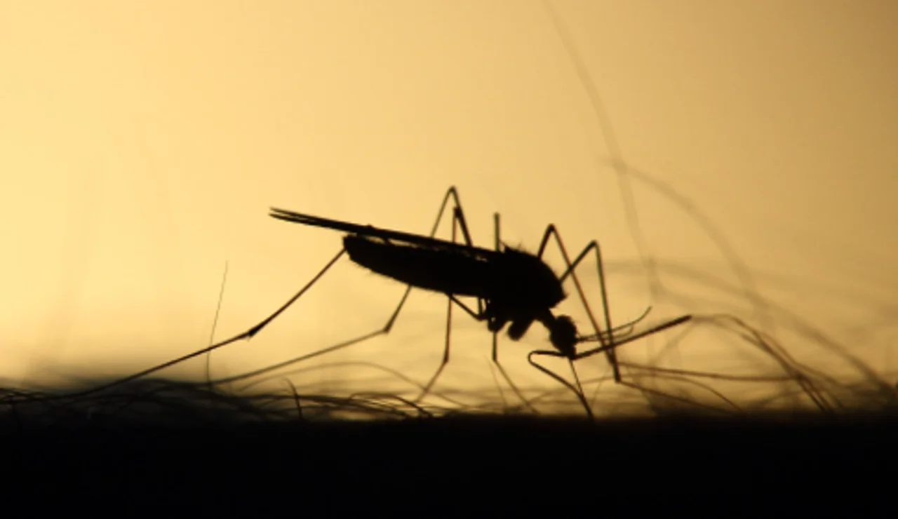 Detectan el primer caso del virus del Nilo este año en Dos Hermanas, Sevilla
