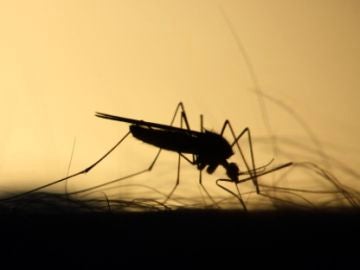 Detectan el primer caso del virus del Nilo este a&ntilde;o en Dos Hermanas, Sevilla