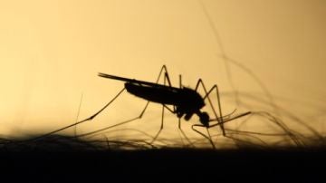 Detectan el primer caso del virus del Nilo este a&ntilde;o en Dos Hermanas, Sevilla