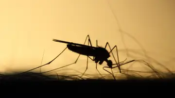 Detectan el primer caso del virus del Nilo este año en Dos Hermanas, Sevilla Detectan el primer caso del virus del Nilo este año en Dos Hermanas, Sevilla