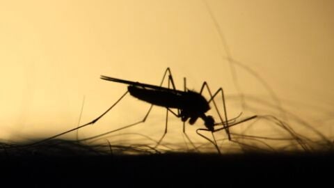 Detectan el primer caso del virus del Nilo este a&ntilde;o en Dos Hermanas, Sevilla
