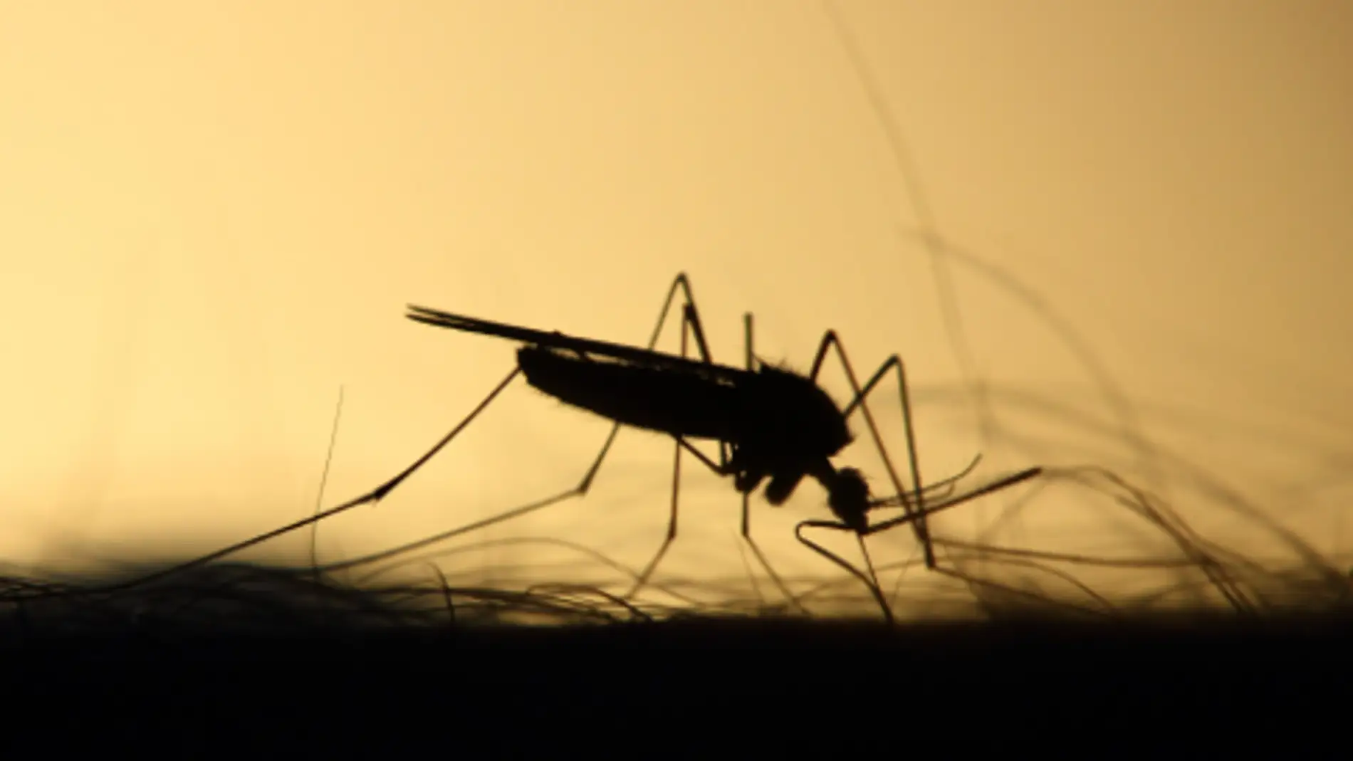 Detectan el primer caso del virus del Nilo este año en Dos Hermanas, Sevilla Detectan el primer caso del virus del Nilo este año en Dos Hermanas, Sevilla